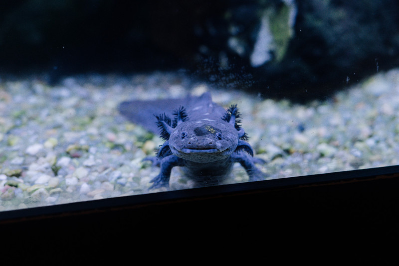 Axolotl looking outside of tank