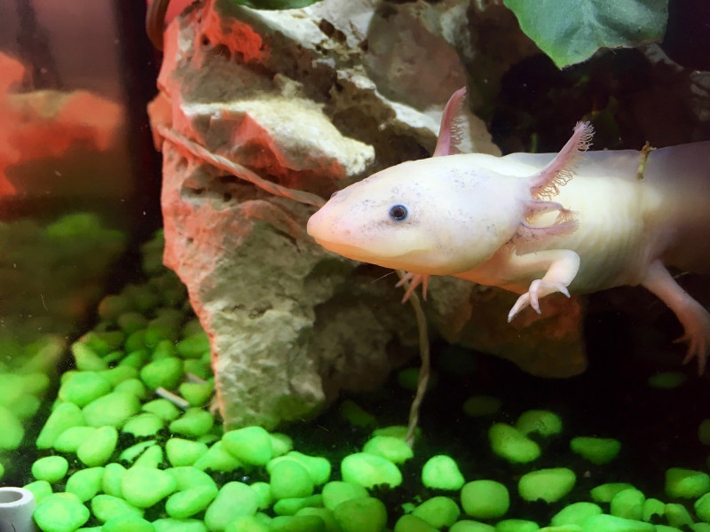 Axolotl peeking out of a hiding spot