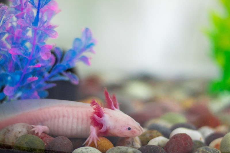 Axolotl floating in aquarium