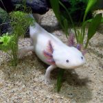 Pink axolotl just being a little guy