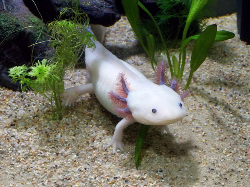 Pink axolotl just being a little guy