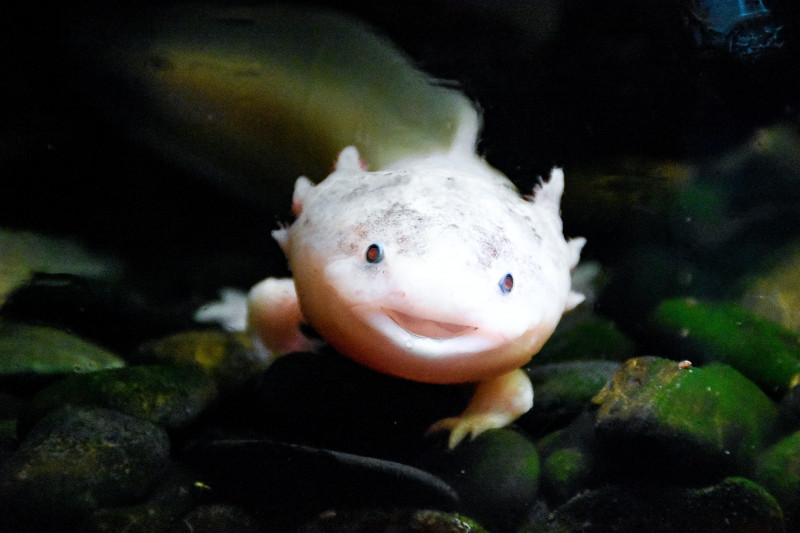 White Axolotl floating in aquarium