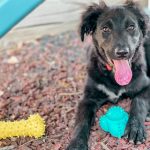 Playology Pets - Best Toys For Puppies