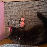 Hide & Scratch Box For Cats Review + Giveaway *3 winners*