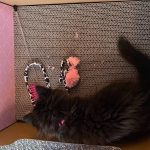 Hide & Scratch cat scratcher box