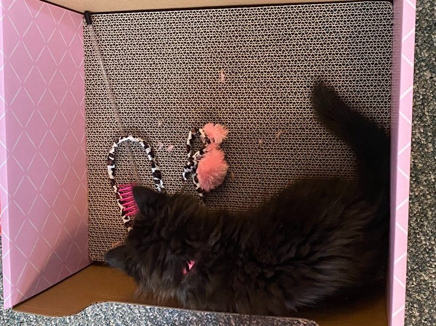 Hide & Scratch cat scratcher box