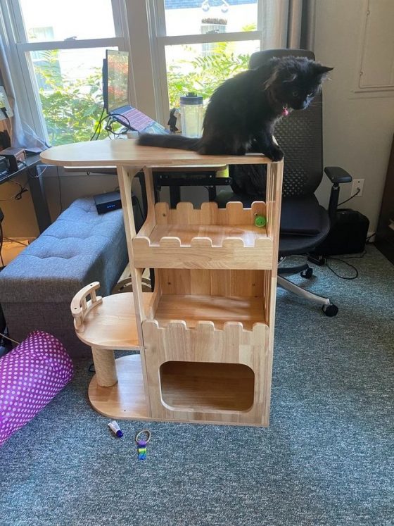 Petomg Modern Cat Tree Review Emily Reviews