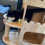 petomg modern cat tree