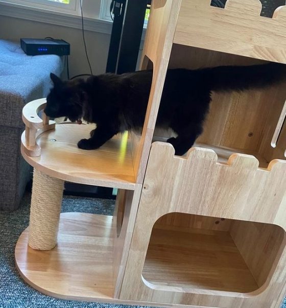 Petomg Modern Cat Tree Review Emily Reviews