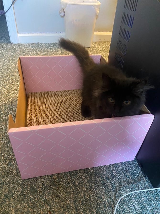 hide & scratch cat scratcher box review with kitten