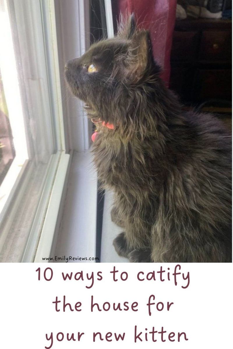 10 ways to catify your home for a new kitten #catification 