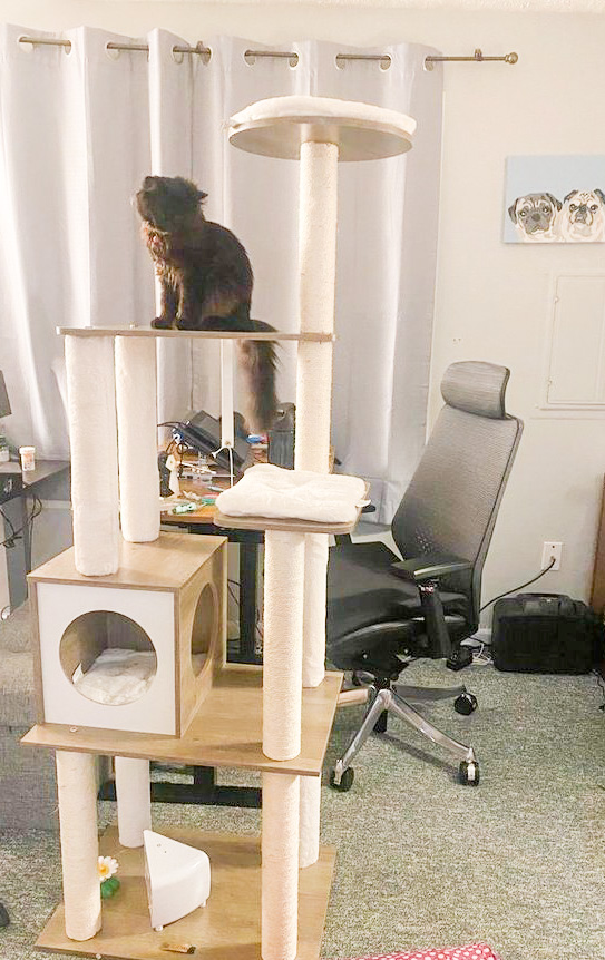 Feandrea woody wonders cat tree