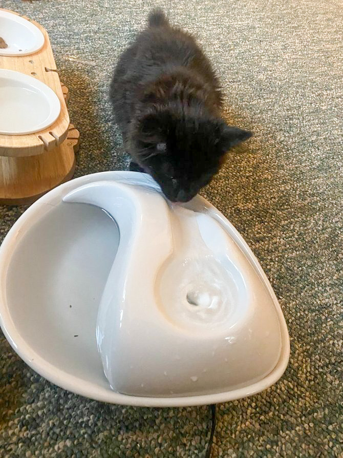 Pioneer pet ceramic cat fountain