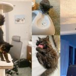 how we catified our house for our new kitten