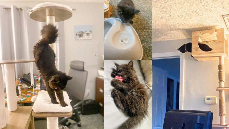 how we catified our house for our new kitten