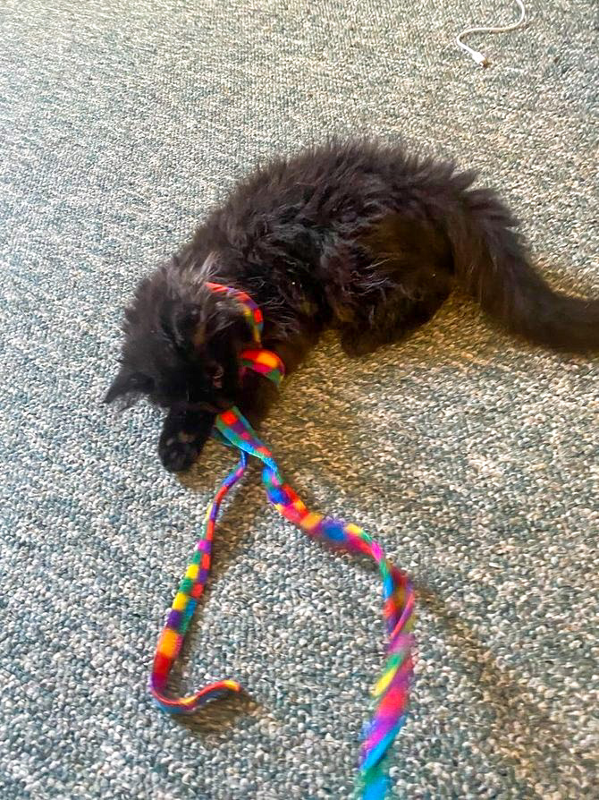 Cat dancer charmer cat toy 