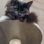 Feandrea 65-Inch WoodyWonders Cat Tree Review & Giveaway