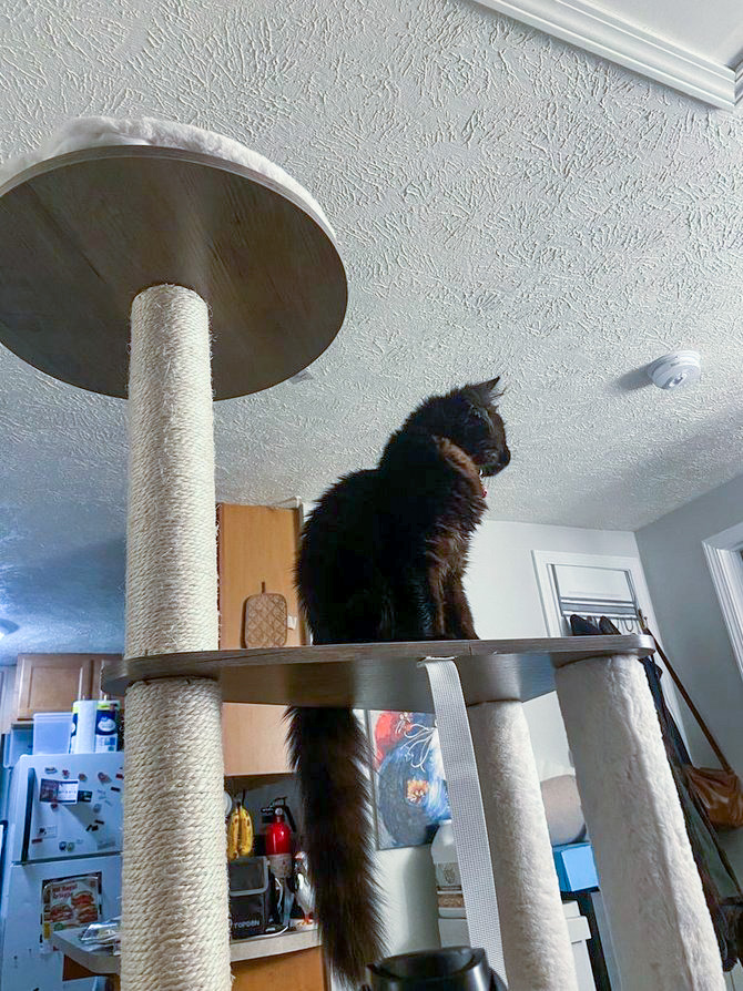 feandrea woody wonders cat tree review