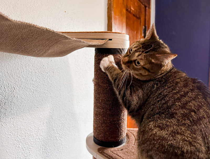 clickat oasis scratching post