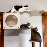 Feandrea Clickat Oasis Cat Wall Furniture Review