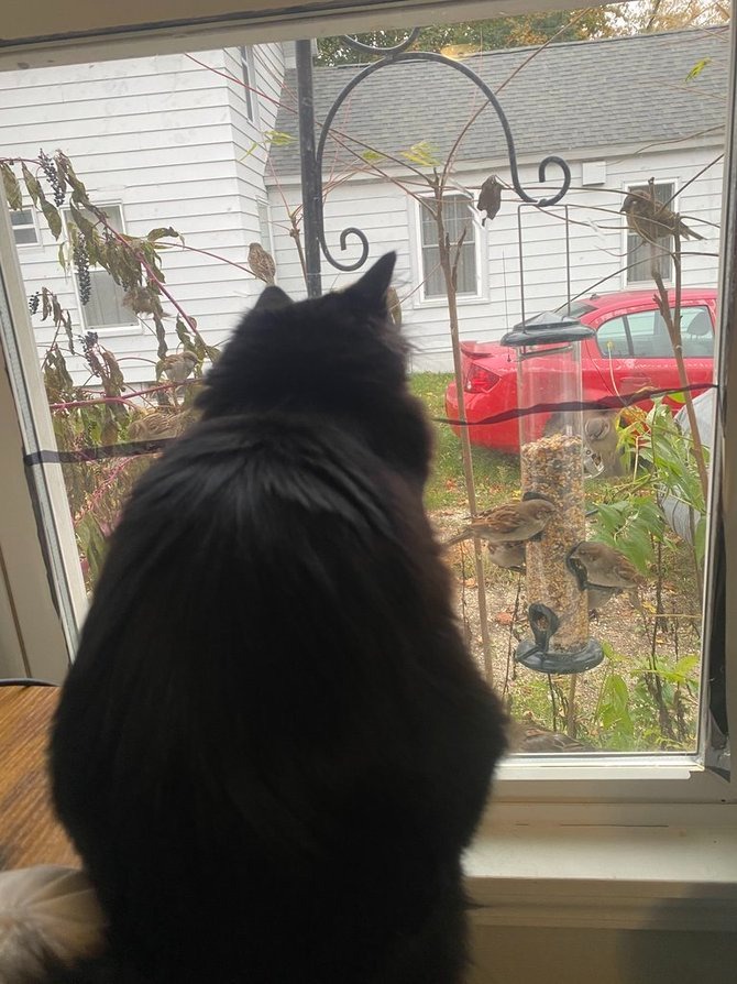 cat watching birds through window