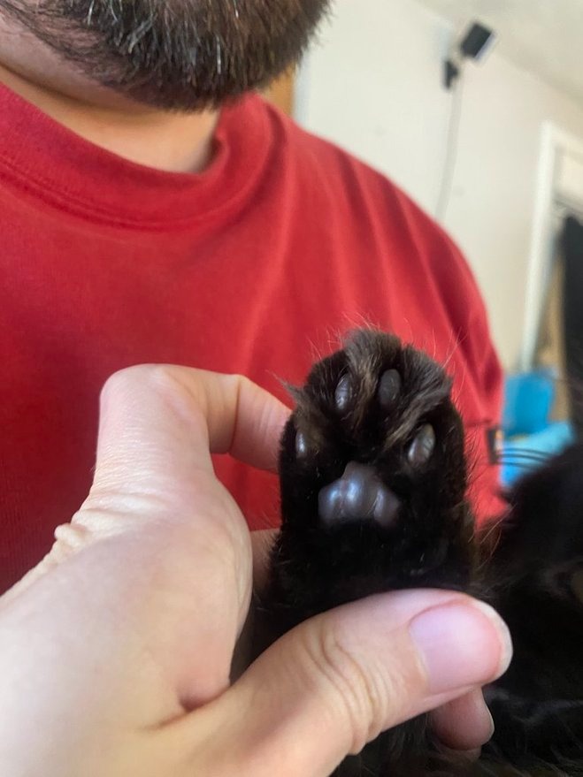 longhair kitten toe fur 