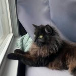9 month old domestic longhair kitten