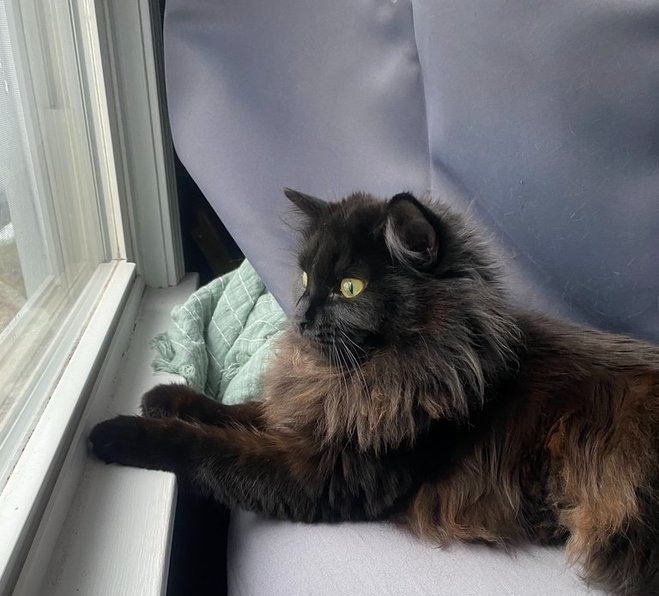 9 month old domestic longhair kitten