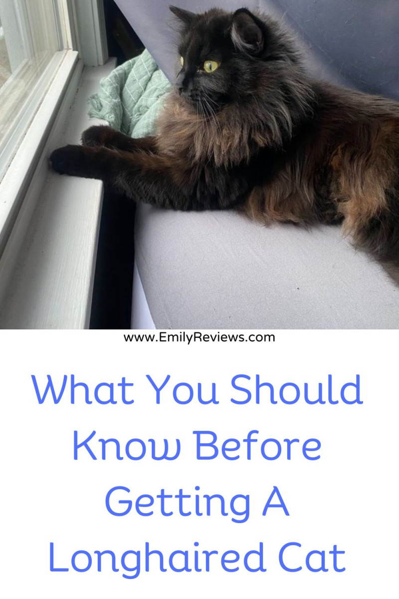 What you should know before getting a longhaired cat or longhair kitten 