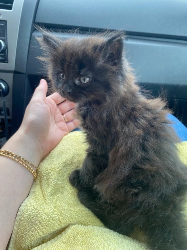 8 week old longhair kitten black domestic longhair 2 months old