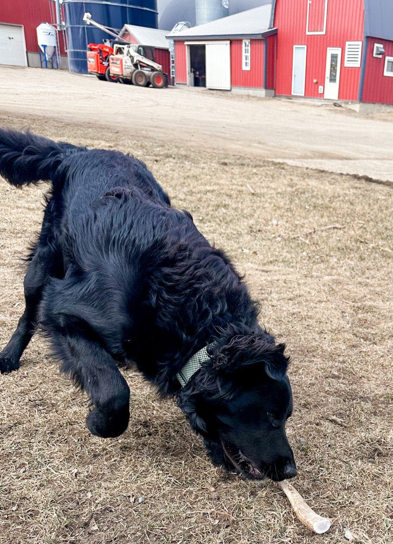 Farm To Pet Treats Review: The Single Ingredient Goodies Dogs Love!