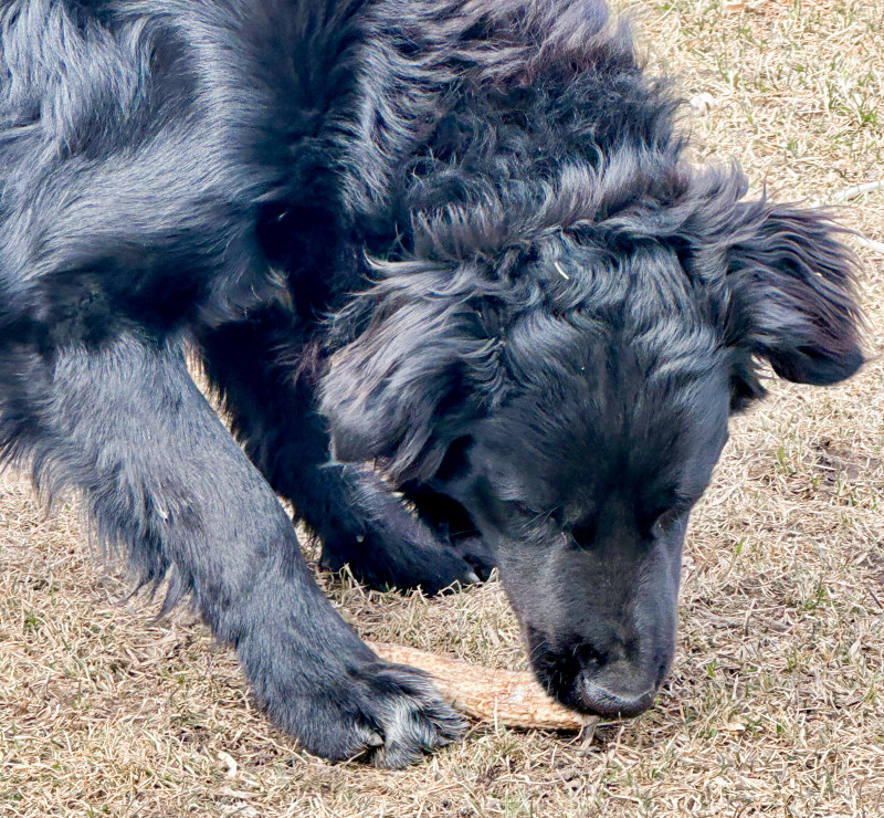 Farm To Pet Treats Review: The Single Ingredient Goodies Dogs Love!