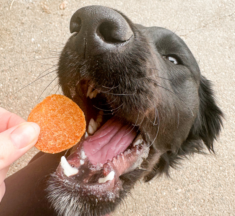 Farm To Pet Treats Review: The Single Ingredient Goodies Dogs Love!