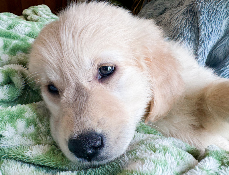 Meet Penny! And Some Of Our Favorite Dog Gear And Brands.