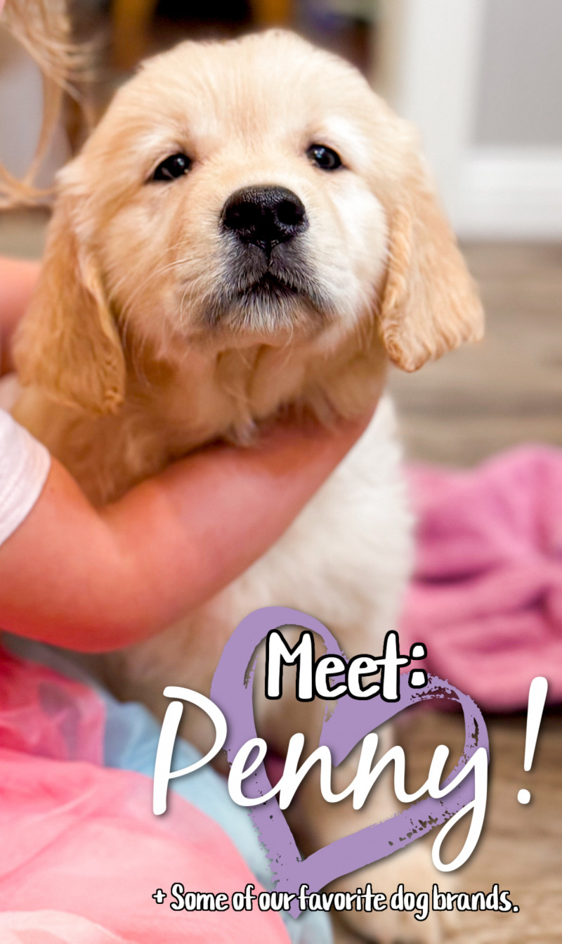 Meet Penny! And Some Of Our Favorite Dog Gear And Brands.