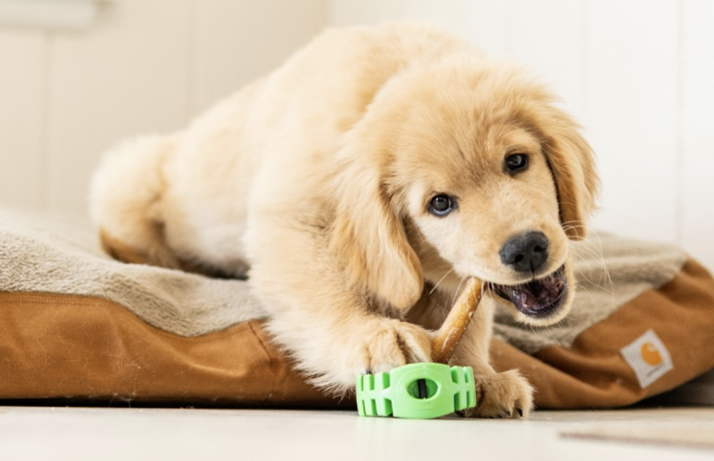 EverChew All natural chews for dogs.