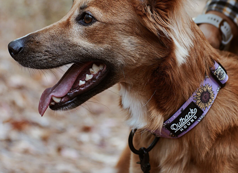 Outback Hound Bees Knees Purple Collar.