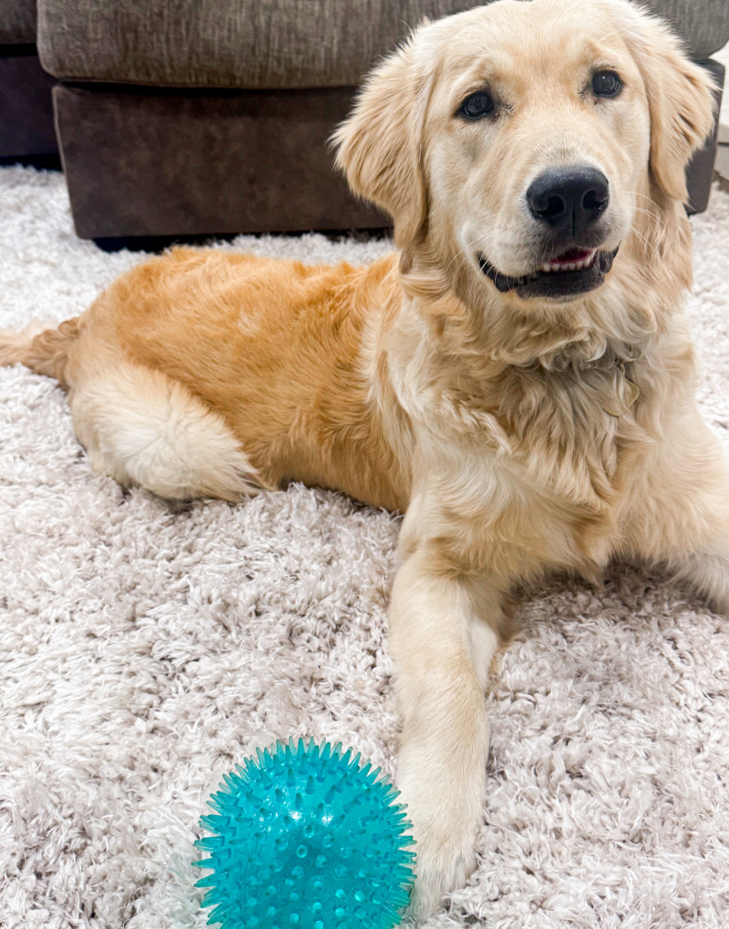 Rugs.com - The Gift That Enhances Any Space + Giveaway!