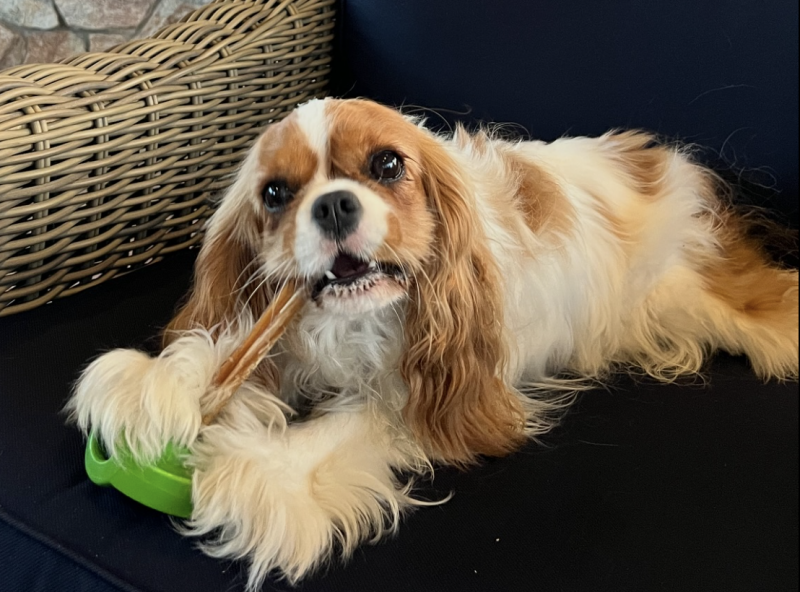 EverChew SafetyChew Bully Stick Holders Review + Giveaway.