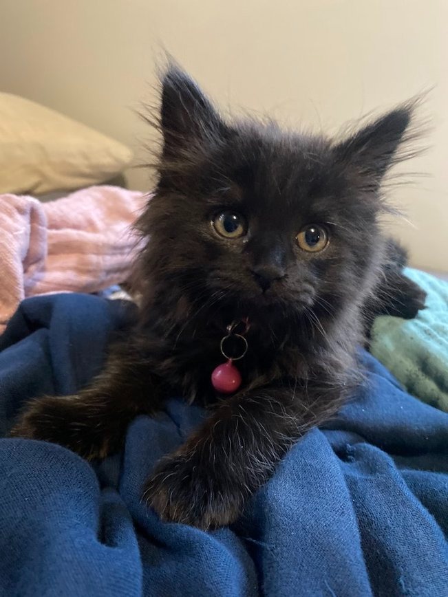 longhaired black kitten