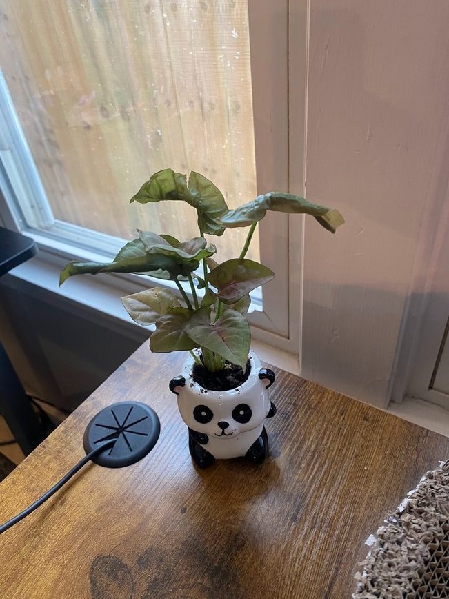 Gardenuity desktop terrarium