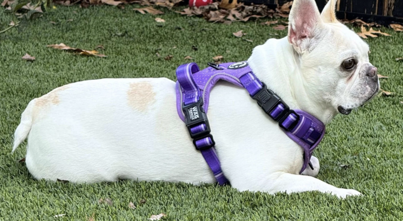 Wag Trendz NeoCool™ Sport Dog Harness With Handle.