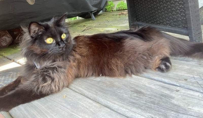 longhaired black and brown and gray cat