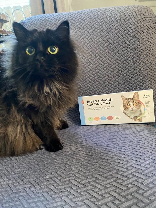 basepaws cat DNA test + health review