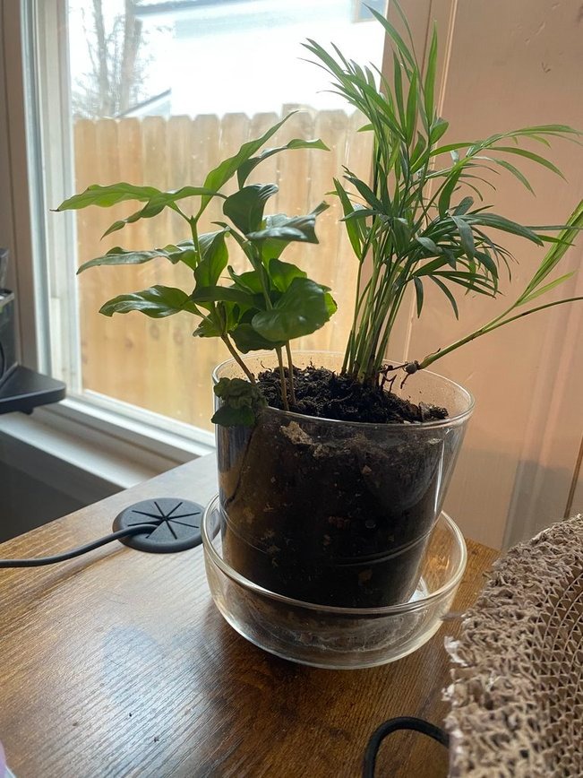 Gardenuity desktop terrarium