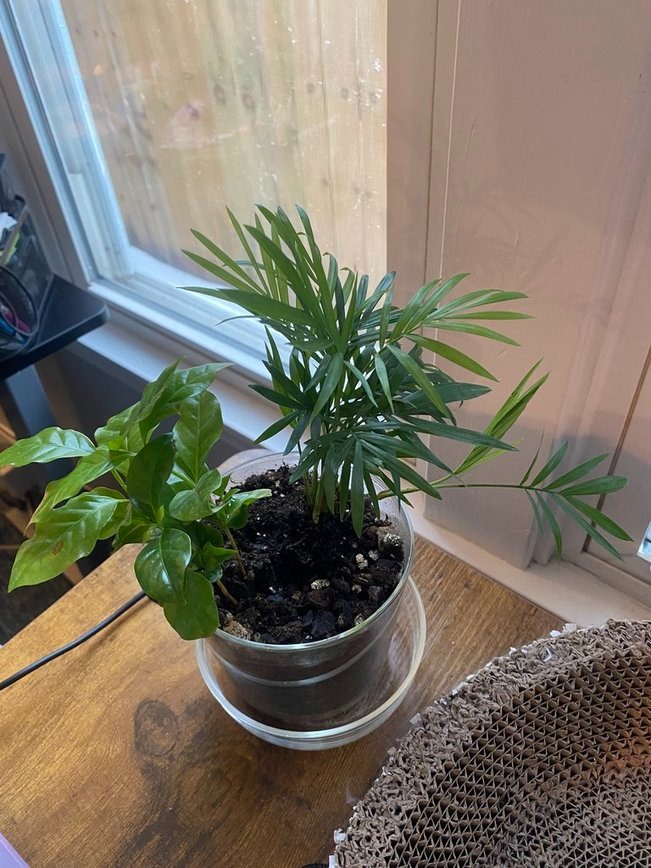 Gardenuity desktop terrarium