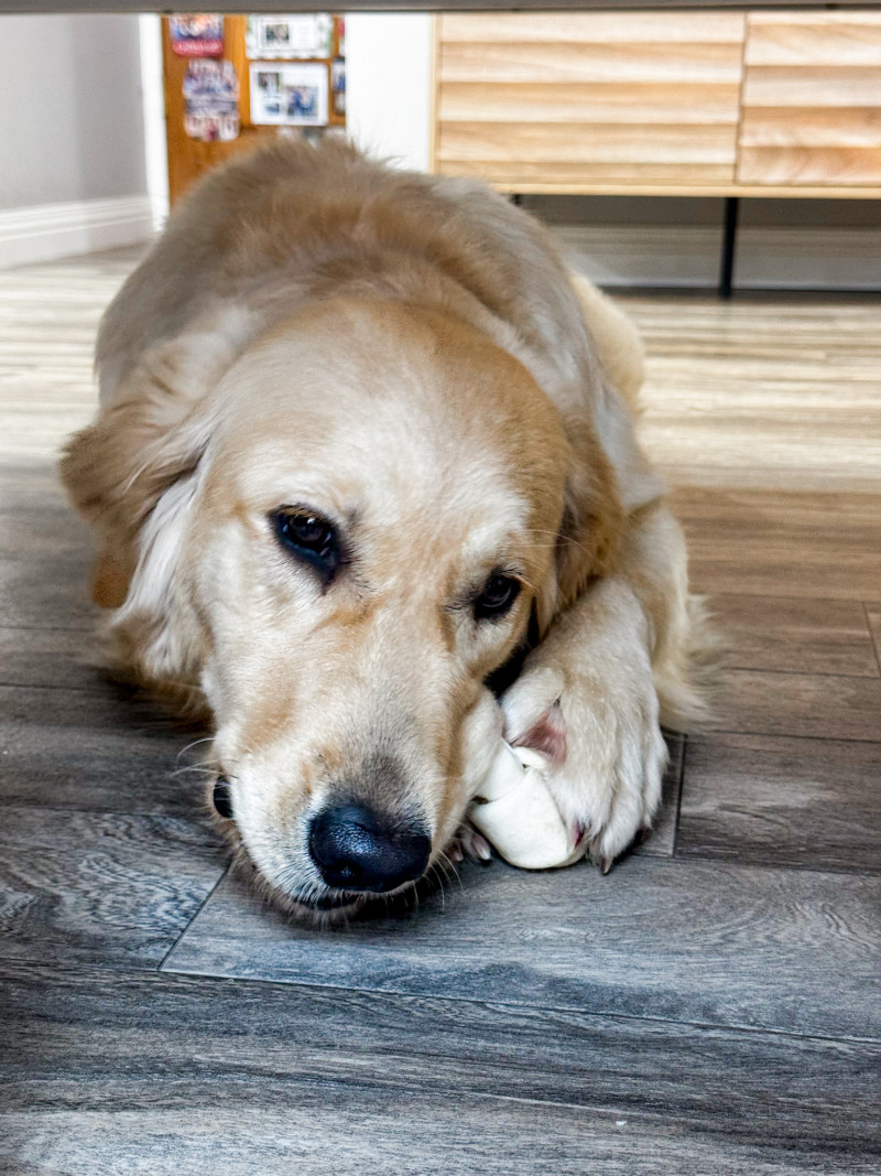 SpotOn GPS Fence Review - The Nova Edition.