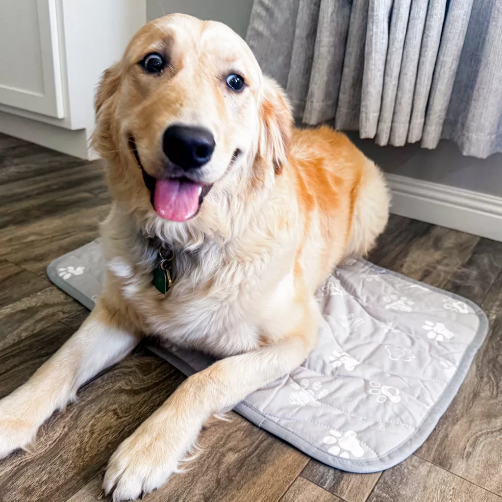 Rywell Super-Absorbent Cooling Mat for Dogs.