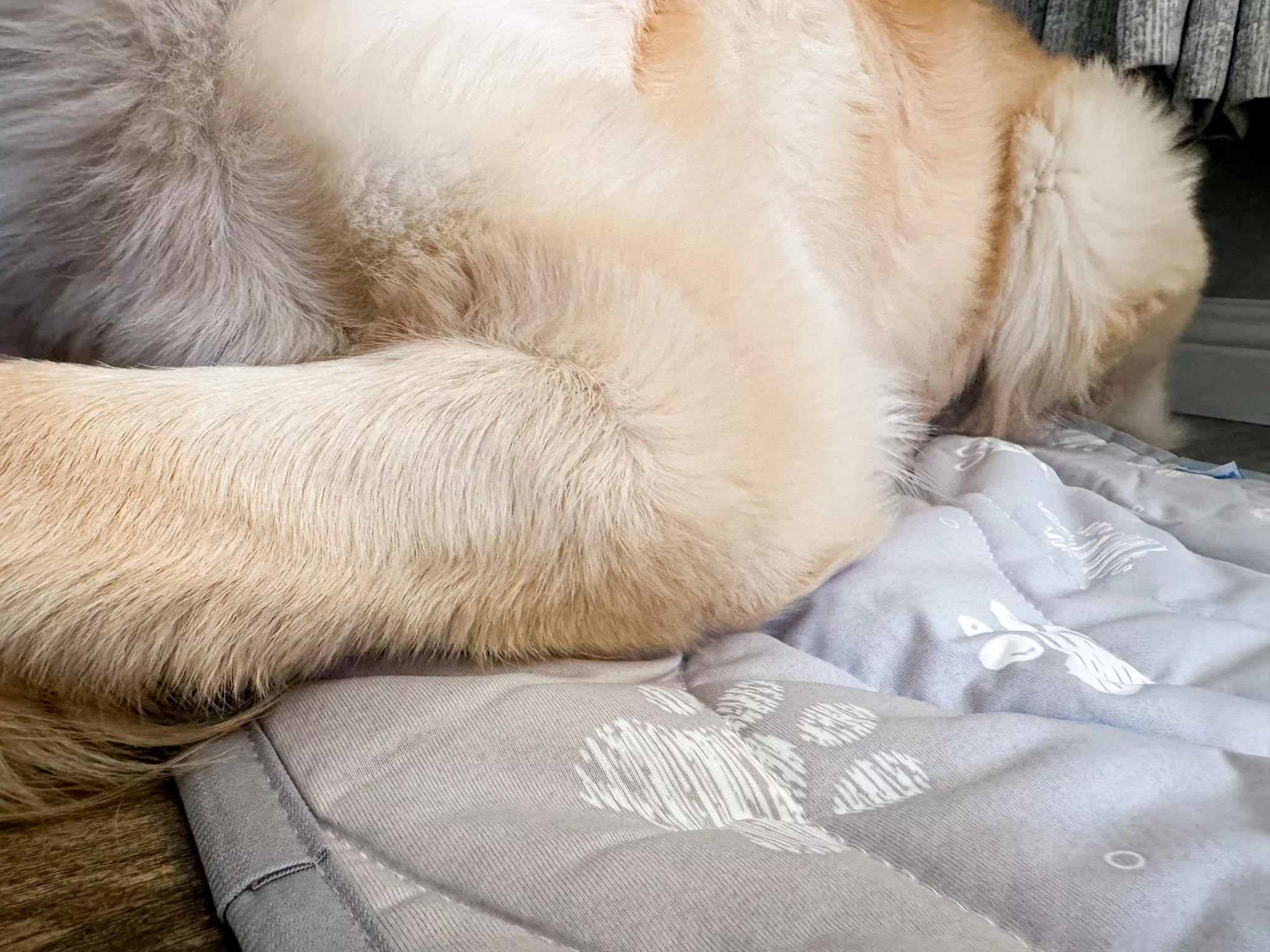 Super-Absorbent Cooling Mat For Dogs Review + Giveaway.