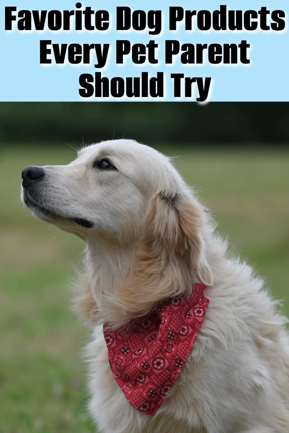 Favorite Dog Products Every Pet Parent Should Try - Gift Guide.